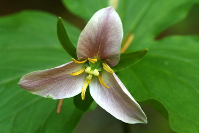 My first trillium