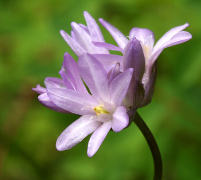 wild hyacinth