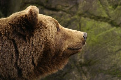 Brown Bear Portraits