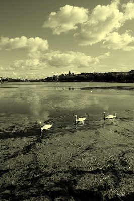 Three Swans in Lake Peblinge in Copenhagen