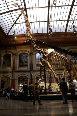 Dinosaur skeletons at the Museum für Naturkunde, Berlin