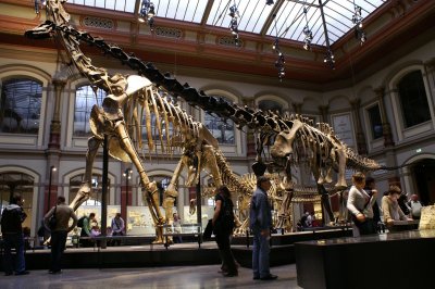 Dinosaur skeletons at the Museum für Naturkunde, Berlin