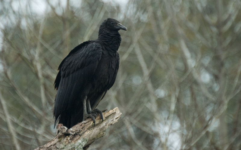 Black Vulture.jpg