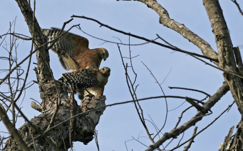 Mating Red-shoulder Hawks.jpg