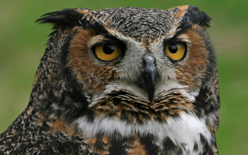 Geart Horned Owl.jpg