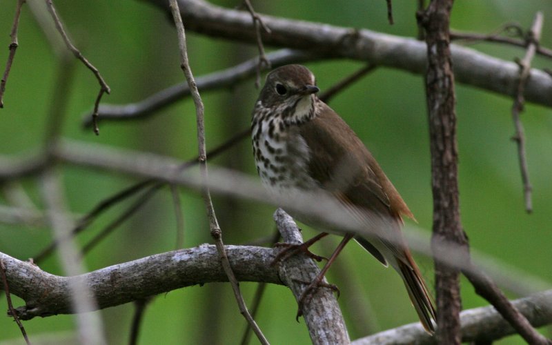 Hermit Thrush.jpg