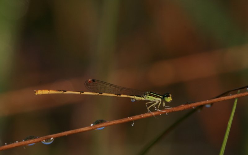 Citrine Forktail.jpg