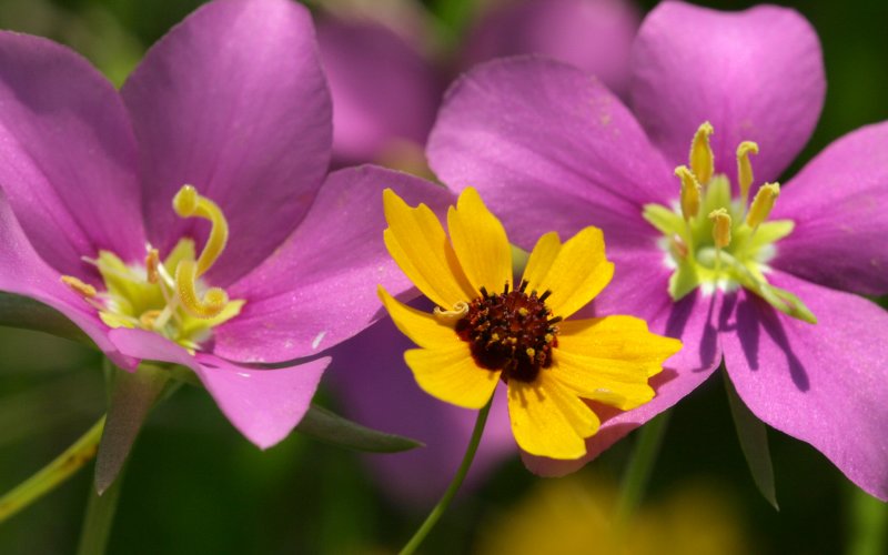 Meadow Pink and Coreopsis.jpg
