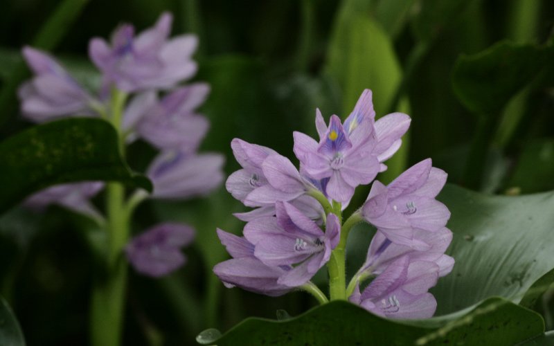 Water Hyacinth.jpg