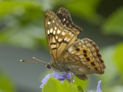 Tawny Emperor.jpg