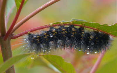 Caterpillar.jpg