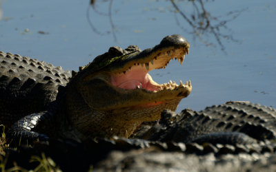 Gaping Alligator.jpg