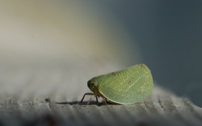 Leafhopper.jpg