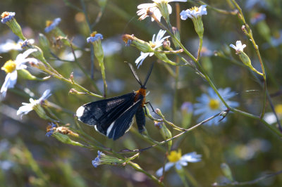 Moth.jpg