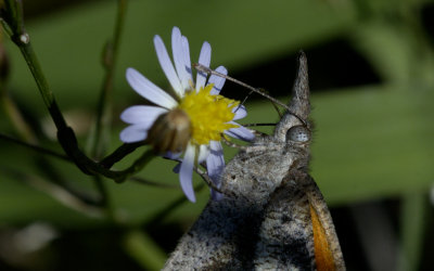 Snout Butterfly.jpg