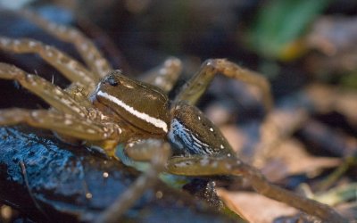 Six-spotted Fishing Spider.jpg