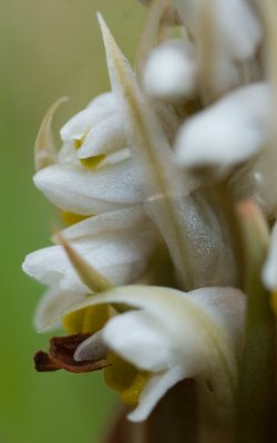 Soldier Orchid macro.jpg