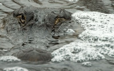 Alligator.jpg