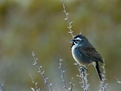BBNP082.jpg