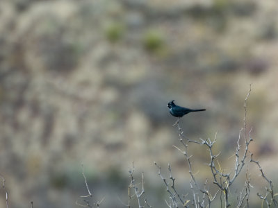 BBNP088.jpg