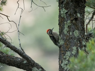 BBNP091.jpg