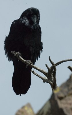 BBNP094.jpg
