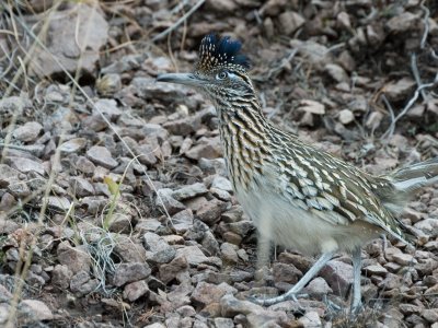 BBNP096.jpg