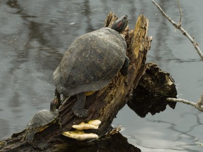 Red-eared Sliders.jpg