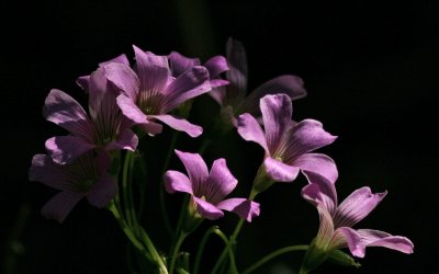 Violet Wood-sorrel.jpg