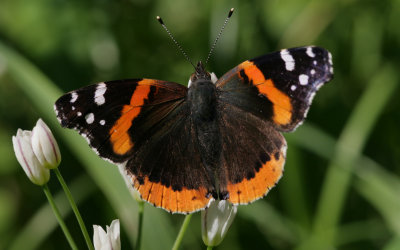Red Admiral.jpg