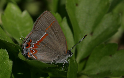 Red-banded Hairstreak.jpg