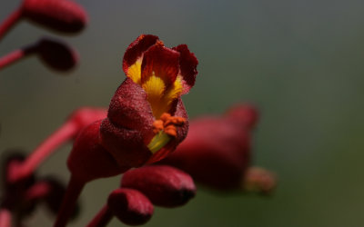 Red Buckeye.jpg