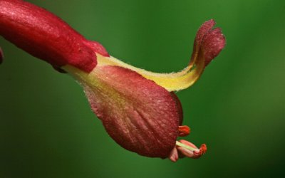 Red Buckeye.jpg