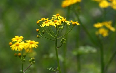 Butterweed.jpg