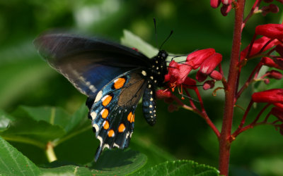 Pipevine Swallowtail.jpg