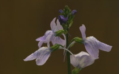 Texas Toadflax.jpg