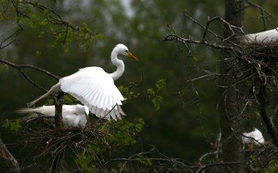 High Island Bird Sanctuary