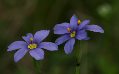 Blue-eyed Grass.jpg