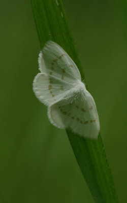 Moth.jpg