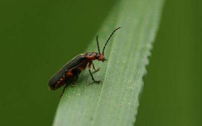 Beetle.jpg