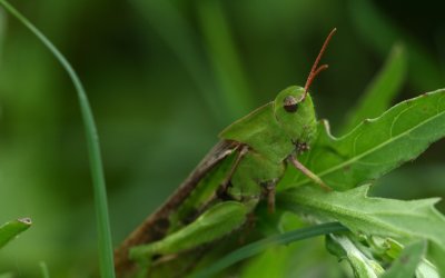 Meadow Grasshopper.jpg