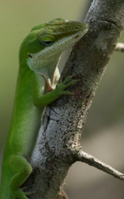 Anole.jpg