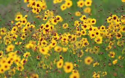 Plains Coreopsis.jpg