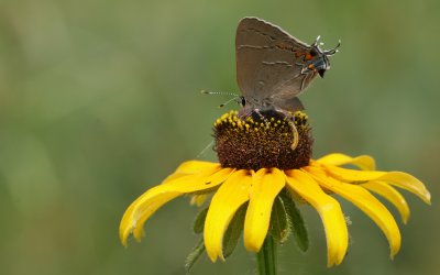 Northern Hairstreak.jpg