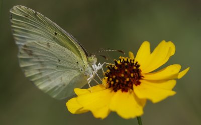 Little Yellow.jpg