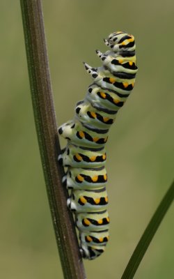 Black Swallowtail Caterpillar.jpg