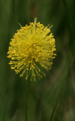 Yellow-Puff.jpg