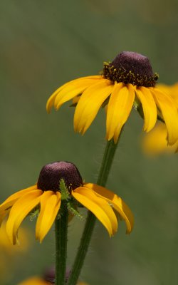 Brown-eyed Susan.jpg