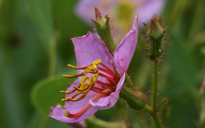 Maryland Meadow-Beauty.jpg