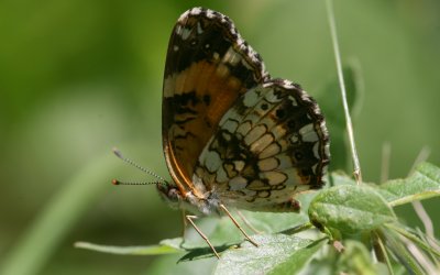 Silvery Checkerspot.jpg